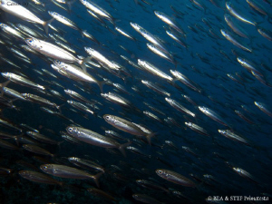 Fish. Calanques de Cassis. Canon G10 & Inon D2000. by Bea & Stef Primatesta 